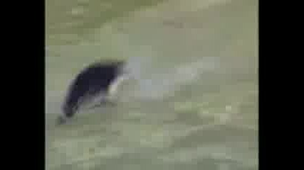 Happypenguin