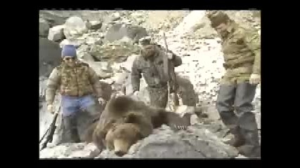 Siberian Brown Bear Kill Shot 