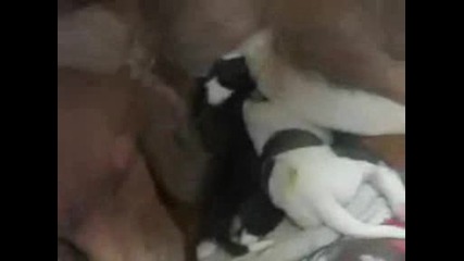 Animal Planet Малки Кученца