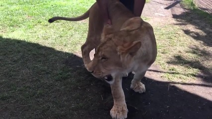 Вижте как реагира една лъвица, когато вижда спасителят си след няколко месеца!
