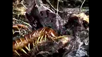 Giant Centipede Vs Tarantula