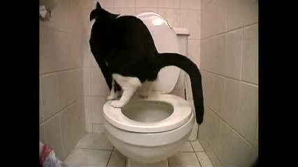 Интелигентна котка Смях