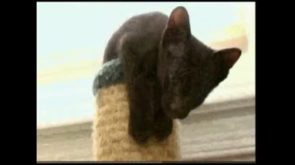 Cats 101-havana Brown