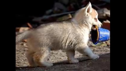 Siberian Husky