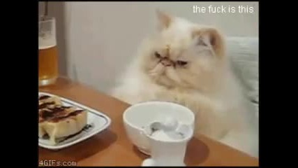 Wtf cat with unfitting music 