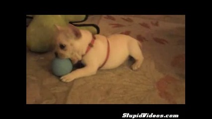 Tonka Time! the French Bulldog Puppy