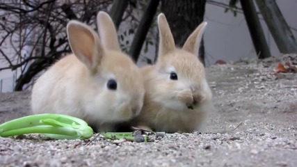 Малки зайчета от остров Окуношима