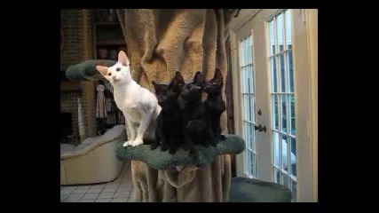 Котки танцуват