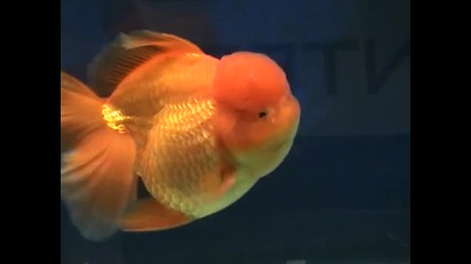 Goldfish at Aquarama 