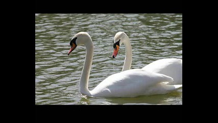 Tchaikovsky - Swan Like (dj Standbye Remix)