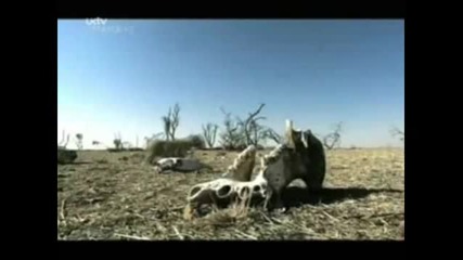Цар Лъв С Истински Животни Част 3 (бг субтитри)