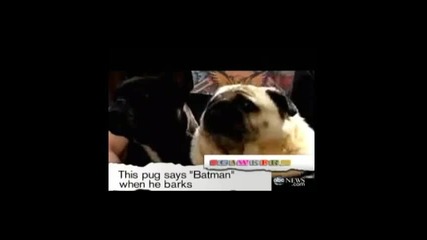 Куче казва батман когато лае (голям Смях!!!) 