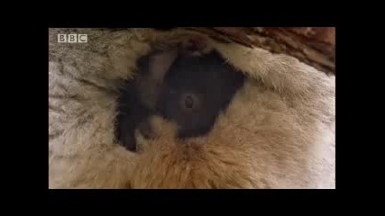 Cute and cuddly! Koala bears eat and then sleep all day long! - Bbc wildlife