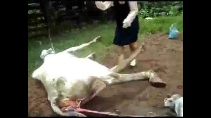 Крава удря жена в лицето .