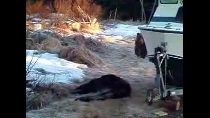 Brown Bear Kills Moose In Driveway
