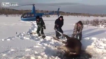 Руснаци спасиха лос от замръзване