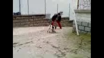 каракачанка на 3 месеца (sara) 