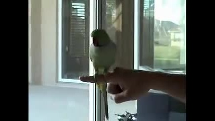Много умен папагал