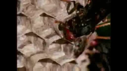 National Geographic - Paper Wasps