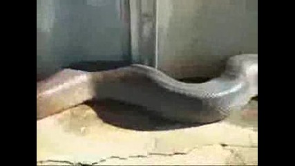 Огромнна змия изяжда.avi