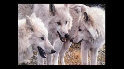 Белите Вълци~white Wolves 