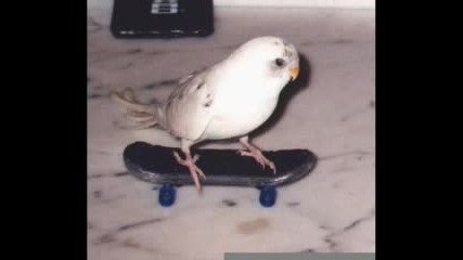 Skateboard