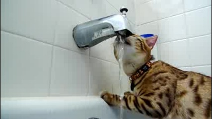 Bengal kitten drinking from the bath faucet