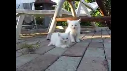 Бели котенца