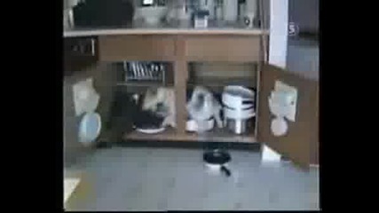 Храни Куче Да Те Лае (Изключително смешна компилация)