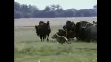 Bbc Wildlife - вълците - част 2 