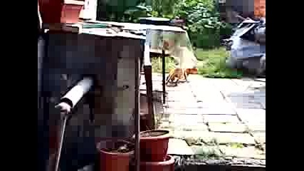 Котешки Бой Продължението