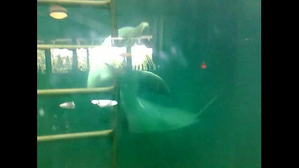 delfin