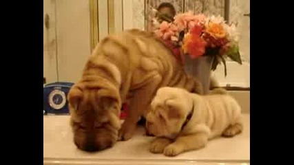 Shar - Pei Puppy Babies