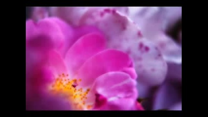 Nightcore - My Name Is Rose