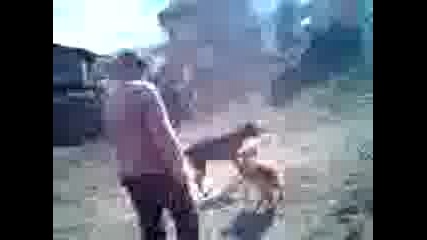 Видео0003.3gp