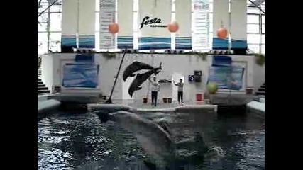 Varna delfinarium