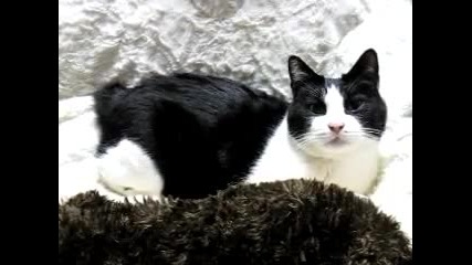 Котето се взира в теб