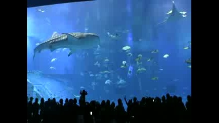 най - големия аквариум в света - Чурауми 