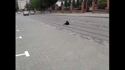 Упорито куче не иска да се махне - Made in Russia