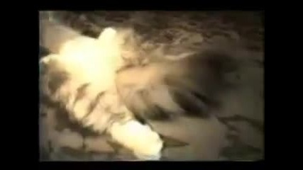 Very funny cats