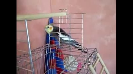 Chester animant al bar