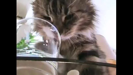 Котка пие мляко - ом, ном, ном 