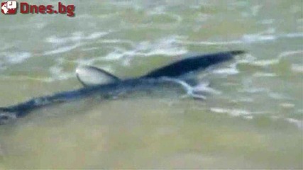 2 метра акула на брега на плаж в Ню Джърси 