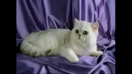 Котешки Работи
