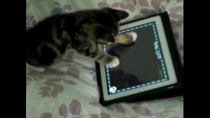 Коте си играе с ipad 2 !!!