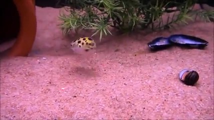 Декоративна рибка играе с лазерна точка
