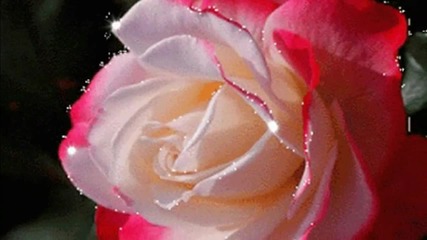 Roses For Lia