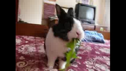 Bugsy, My Precious Little Bunny !