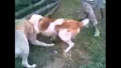 Rambo 6ampiona