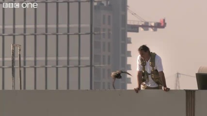Соколи спасяват Дубай